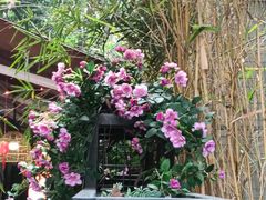 -老地方猫儿面(磁器口店)