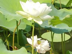 -黄兴公园