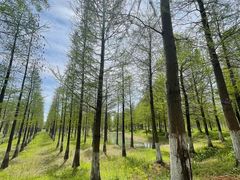 -泗洪洪泽湖湿地景区