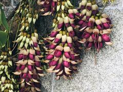 -华南国家植物园-售票处