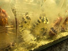 -Isla Sugbu Seafood City