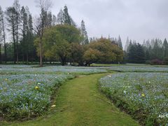 -上海滨江森林公园