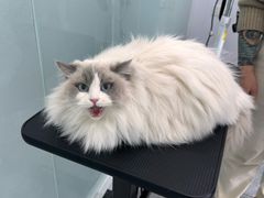 -爱洗澡的猫(望京店)