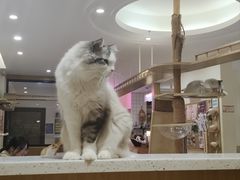 -滚猫咖啡·猫咖·猫友好撸猫(未来城店)
