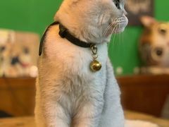 -李小姐の猫咖啡馆(五角场店)