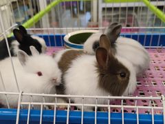 -钓仓鼠(洋桥北里小区店)