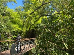 -深圳仙湖植物园