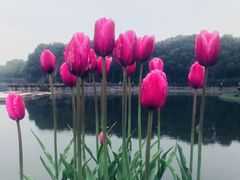 -上海鲜花港