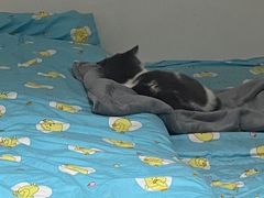 -喵zoo家庭繁育猫舍(尖东智能花园店)