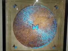 -上海昆虫博物馆