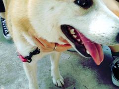 -柴犬高等学院·狗咖·柴犬售卖·宠物训练