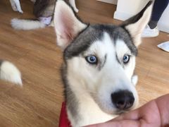 -Husky Go! 哈士奇体验馆·宠物咖啡厅狗咖