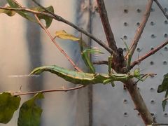 -上海大自然野生昆虫馆(东方明珠·爬宠昆虫探索中心)