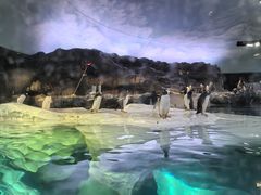 -新加坡飞禽公园