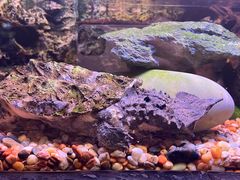 -上海海洋水族馆