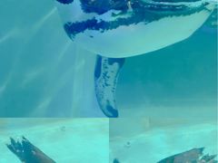 -正佳极地海洋世界