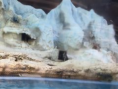 -帝企鹅自助餐厅•儿童岛•真企鹅(长隆企鹅酒店)