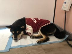 -浣熊柯尔鸭土拨鼠·电玩咖