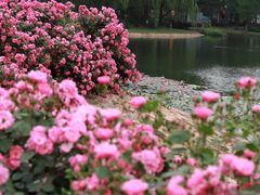 -上海辰山植物园