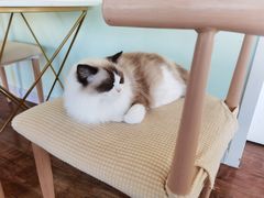 -这儿没有猫·猫咖萌宠馆·撸猫