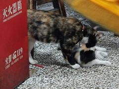 -正宗牛骨粉(铁路八村东区店)