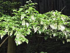 -杭州植物园
