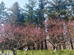 -上海海湾国家森林公园