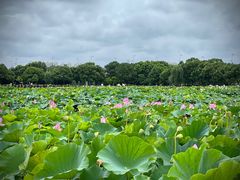 -荷塘月色湿地公园·向阳花洲
