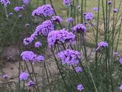 -杭州城北体育公园