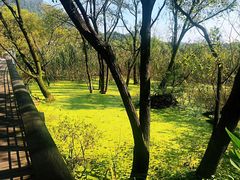 -西湖风景区-江洋畈生态公园