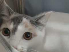 -米苏动物医院·犬猫专科·骨科外科内窥镜