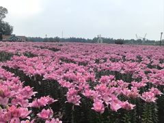 -荷兰花海