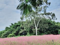 -松山湖梦幻百花洲