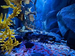 -瑞普利水族馆