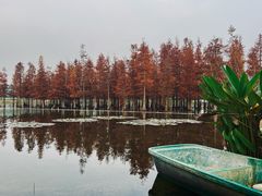 -白鹭湾湿地公园