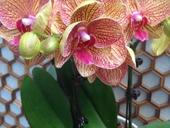 -北京古城老院厉晓麟精致菜