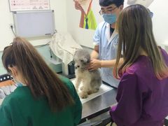 -特一安24小时宠物医院·骨科·中兽医