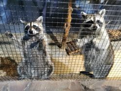 -酷嗒动物文化乐园(cutezoo西溪乐天城店)