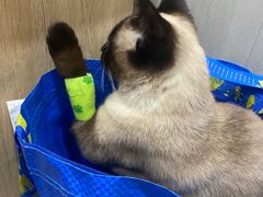-半岛宠物医院24小时(西派城店)