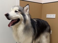 -瑞派康怡24h宠物医院·犬猫医疗中心·微创绝育(瑞景分院)