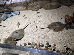 -芜湖新华联大白鲸海洋公园