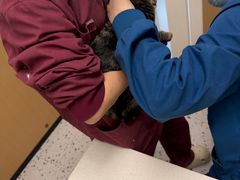 -瑞派康怡24h宠物医院·犬猫医疗中心·微创绝育(瑞景分院)
