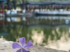 -MAP CHA普洱茶馆(翠湖店)