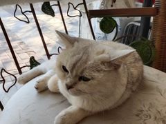 -平行世界·猫咖(首经贸店)