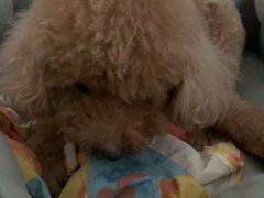 -久久宠物(河东万达店)