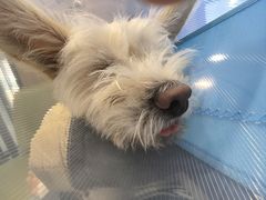 -北京派仕佳德动物医院·超导核磁·CT·神经科·骨科·内外科·急重症管理中心