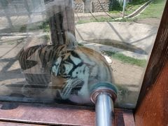-横道河子东北虎林园