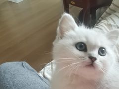 -欣宠猫屋·矮脚拿破仑·蓝金金渐层