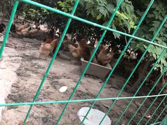 -呼吸森林·生态农庄农家乐私房菜