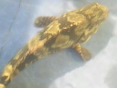 -山东八大碗山东老字号